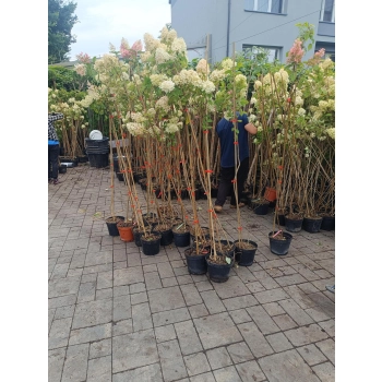 HORTENSJA NA PNIU różowo-kremowa NA WIELOPNIU - sadzonki 130 / 160 cm